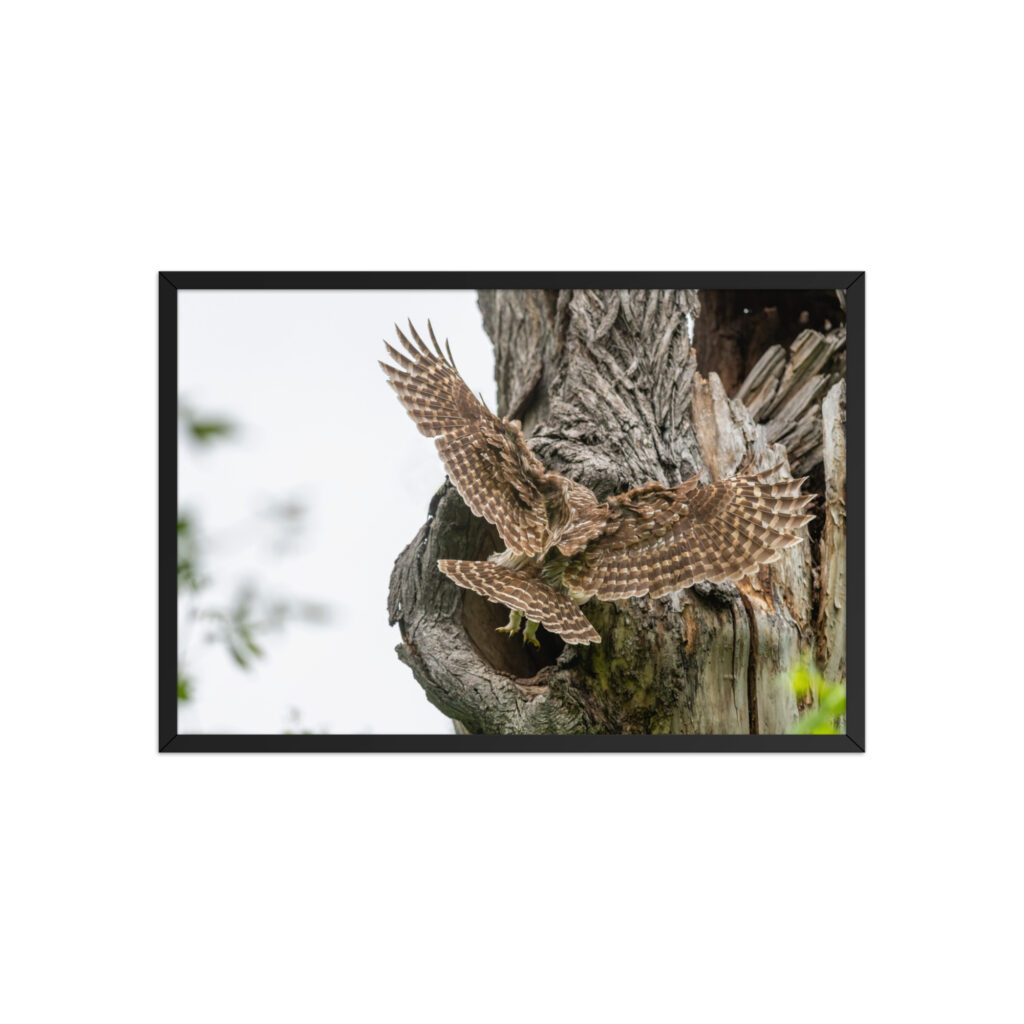 Mama Barred Owl Rushing to Feed its babies! Framed poster