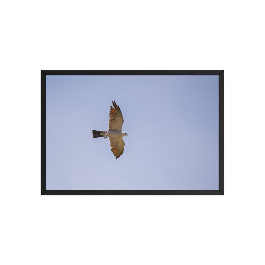 Mississippi kite! Framed poster