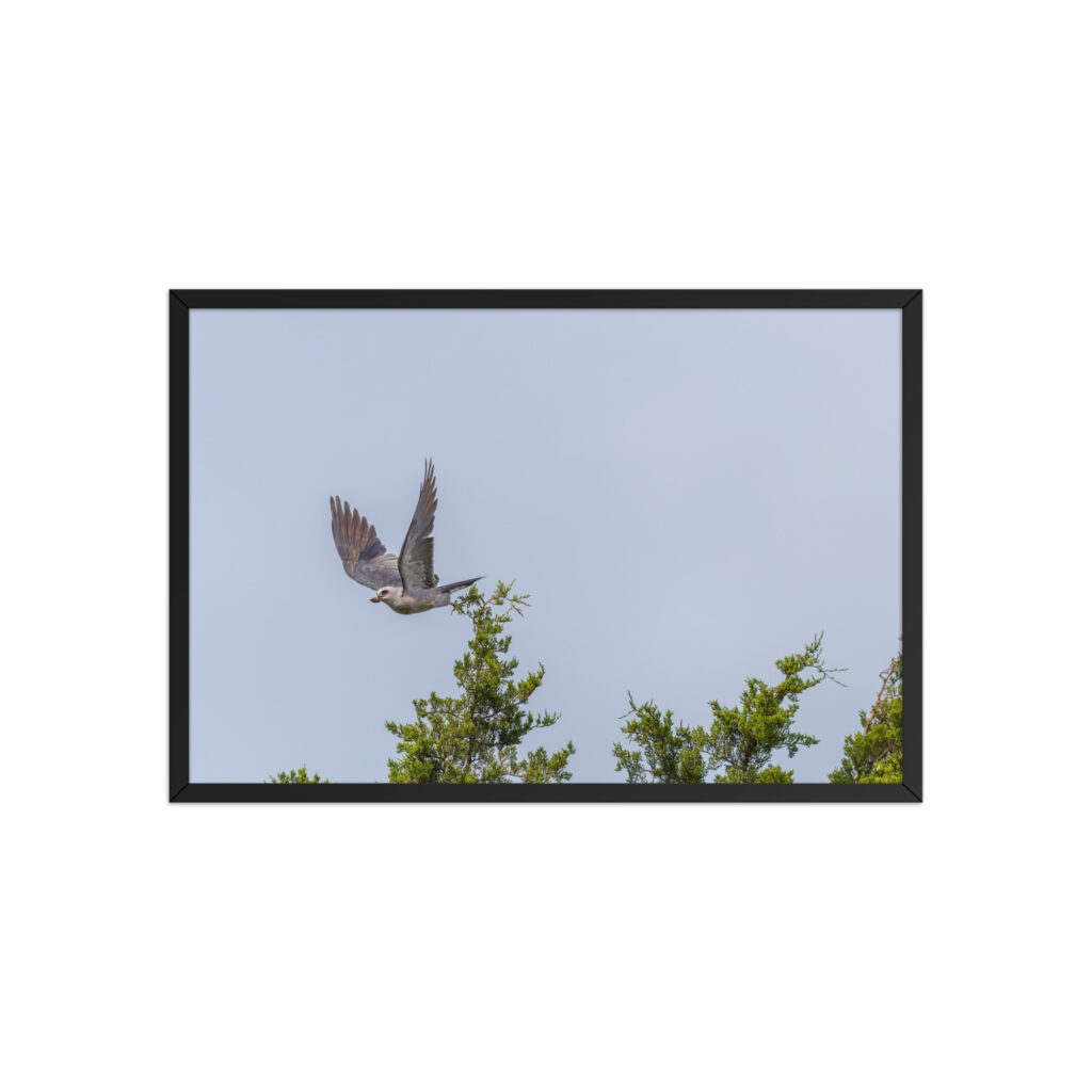 Mississippi kite with its prey! Framed poster