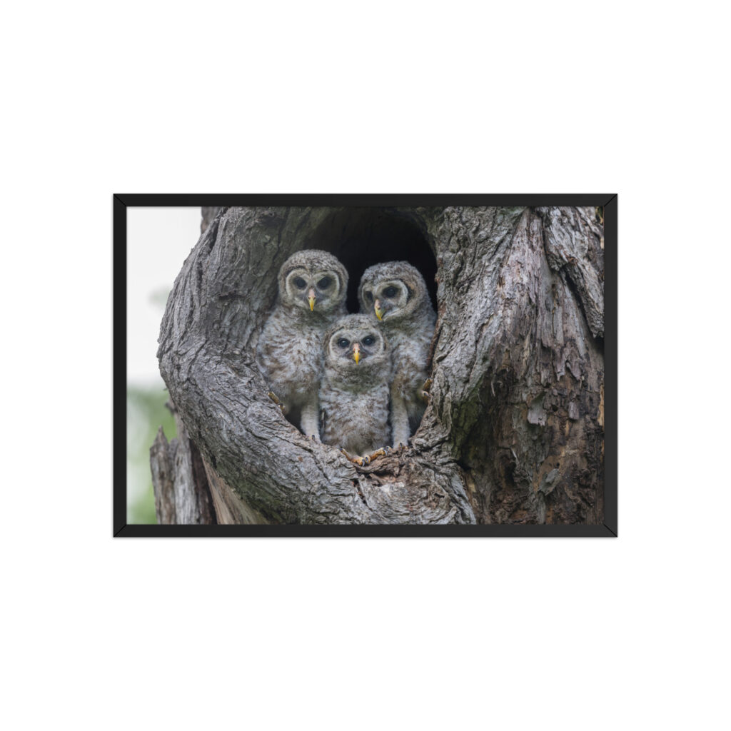 Adorable Siblings! Framed poster