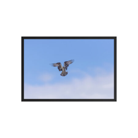 Osprey in the blue sky! Framed poster