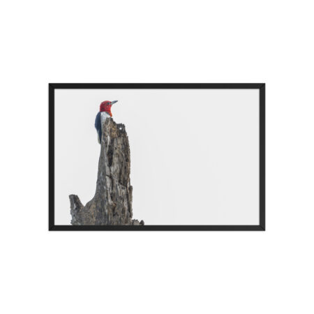 Red-Headed woodpecker guarding the nest! Framed poster