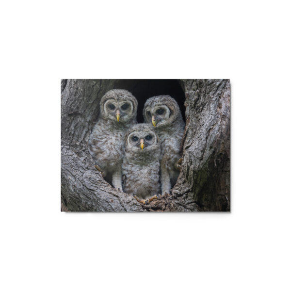 Adorable Siblings! Metal prints - Image 2
