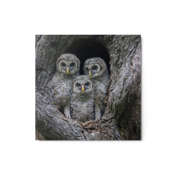 Adorable Siblings! Metal prints - Image 3