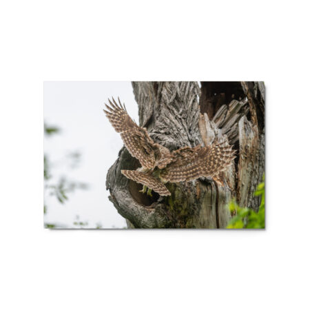 Mama Barred Owl Rushing to Feed its babies! Metal prints
