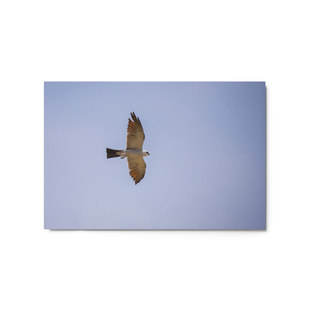 Mississippi kite! Metal prints