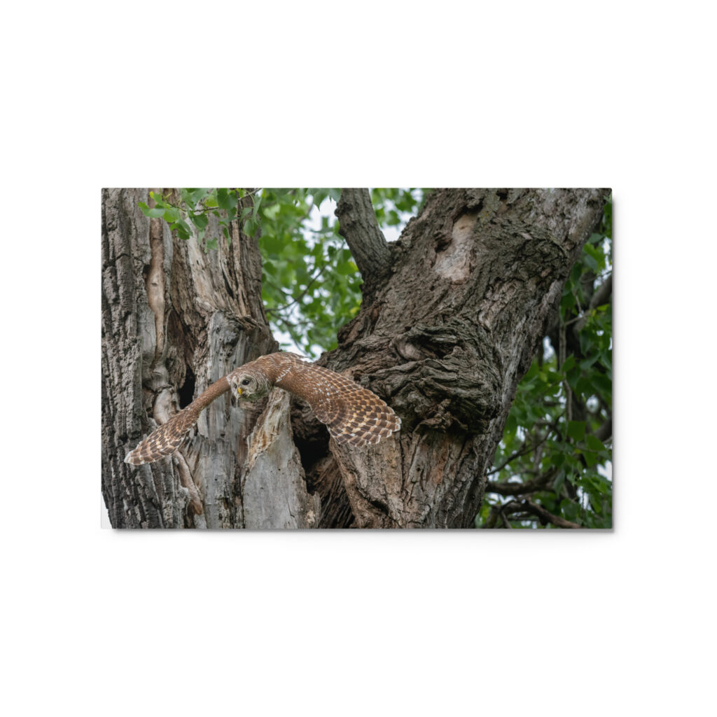 Boomerang on Wings! Metal prints