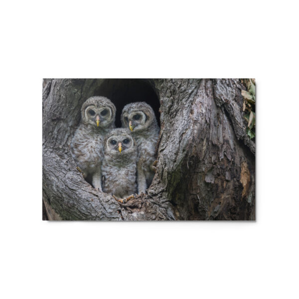 Adorable Siblings! Metal prints - Image 5