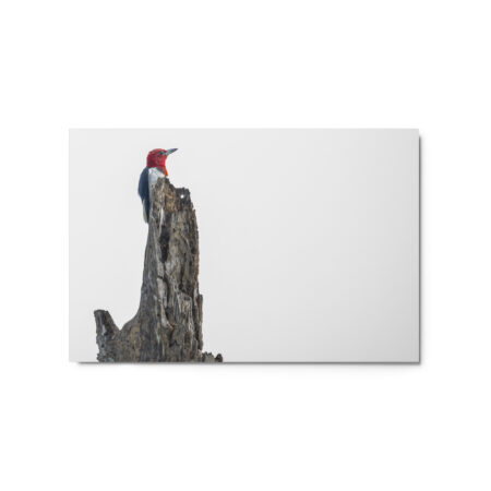 Red-Headed woodpecker guarding the nest! Metal prints