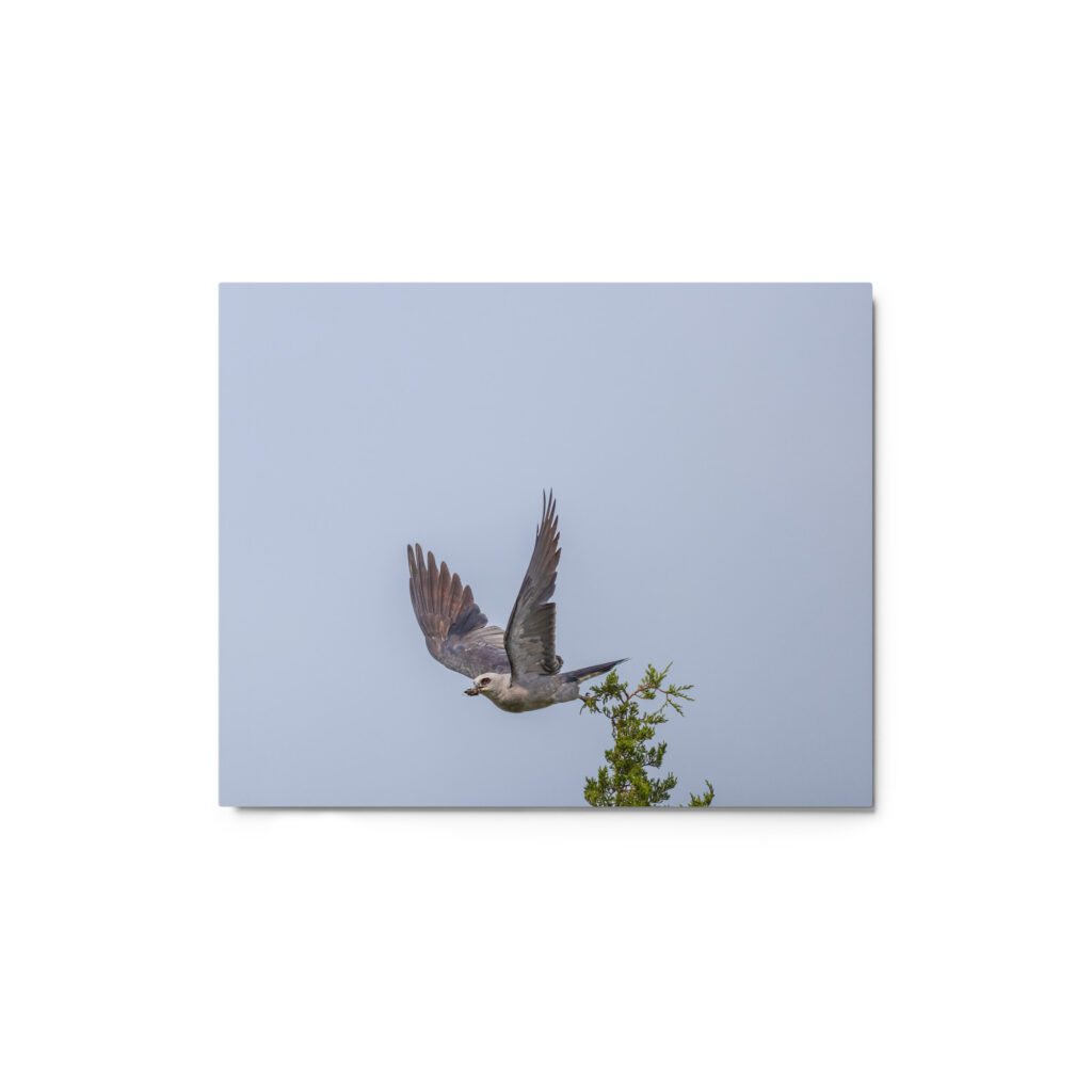 Mississippi kite with its prey! Metal prints