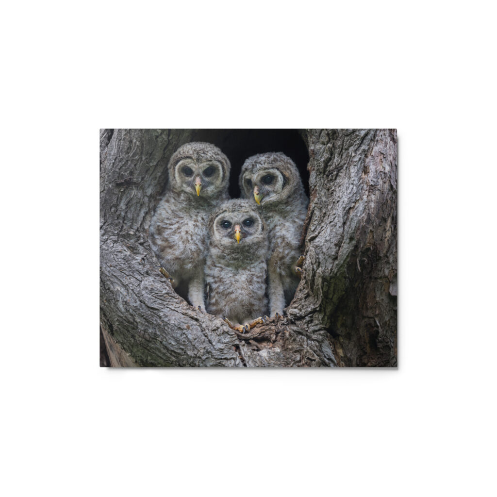 Adorable Siblings! Metal prints