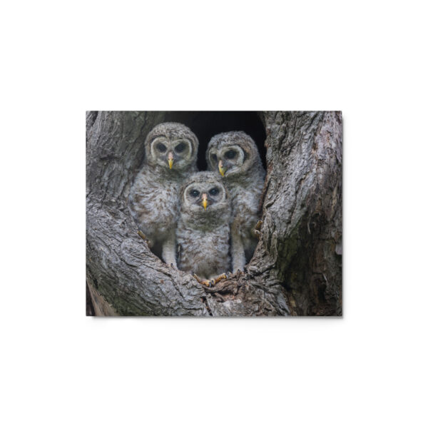 Adorable Siblings! Metal prints