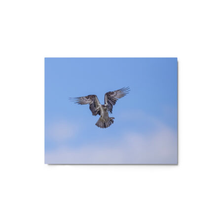 Osprey in the blue sky! Metal prints