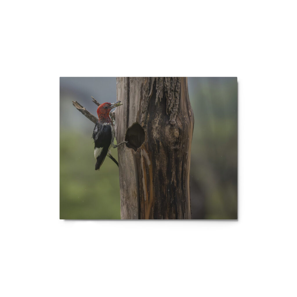Red-Headed Woodpecker with Food! Metal prints