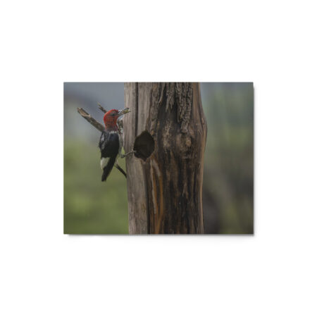 Red-Headed Woodpecker with Food! Metal prints