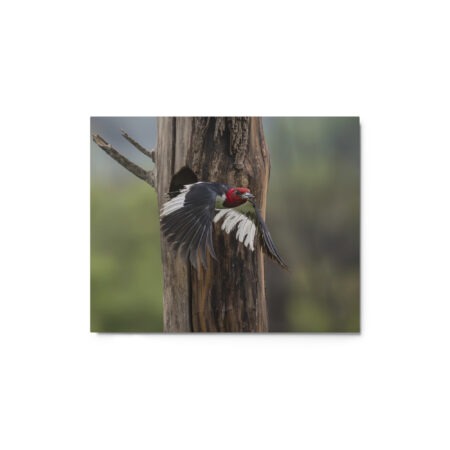Red-Headed Woodpecker in flight! Metal prints