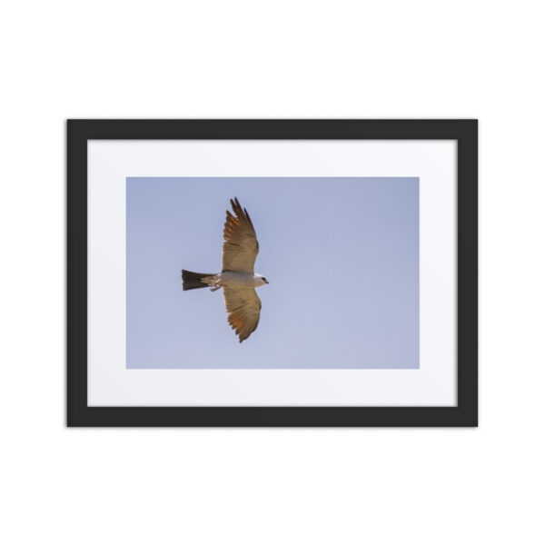 Mississippi kite! Framed poster