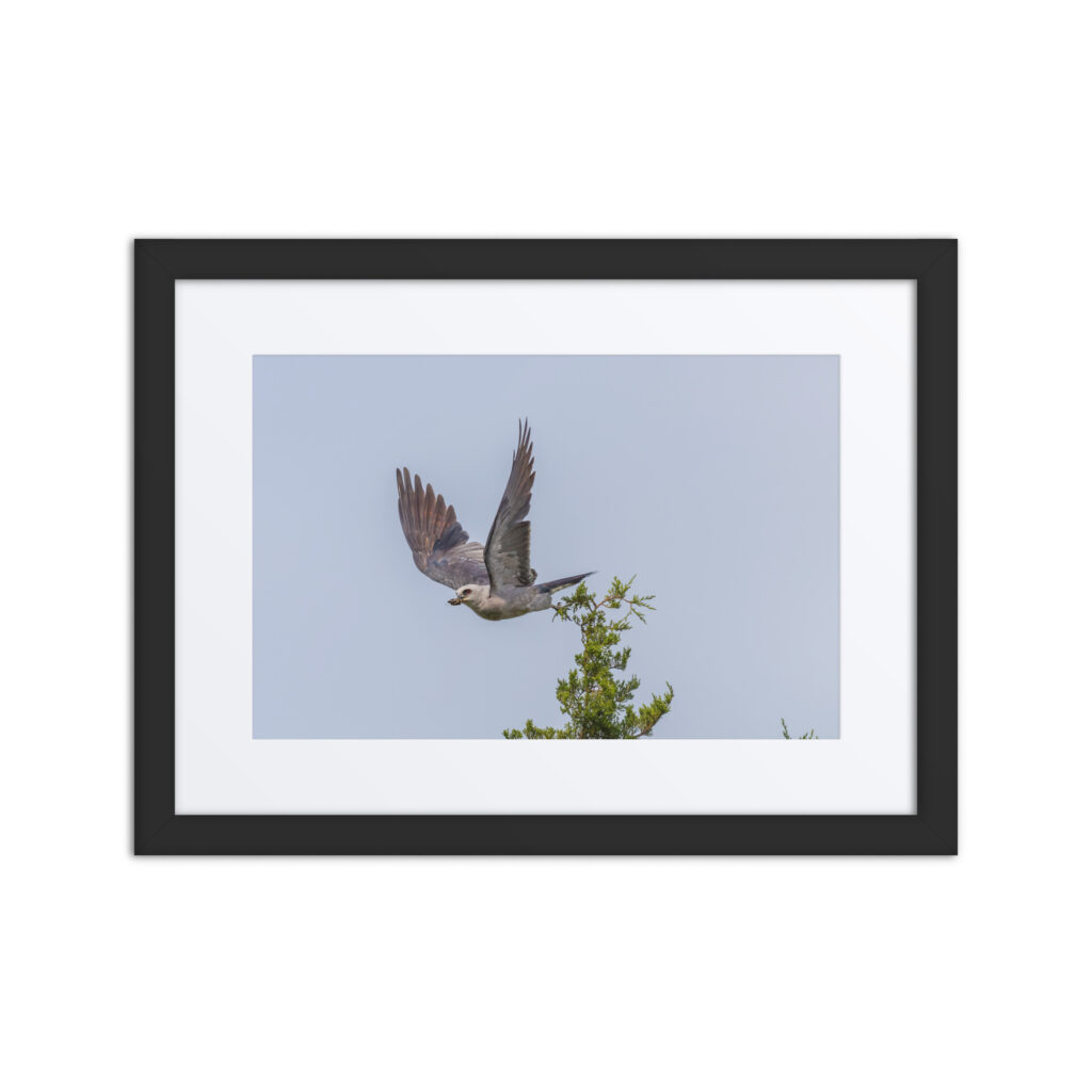 Mississippi kite with its prey! Framed poster
