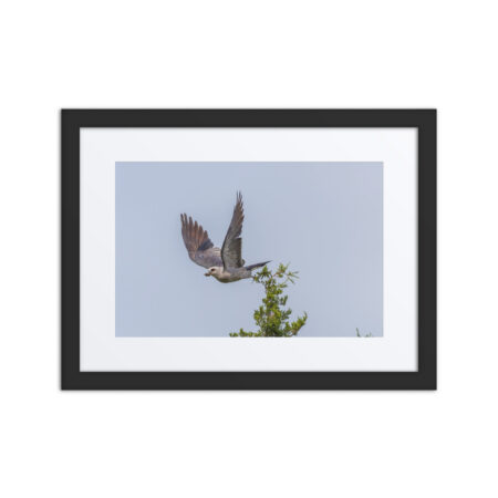 Mississippi kite with its prey! Framed poster