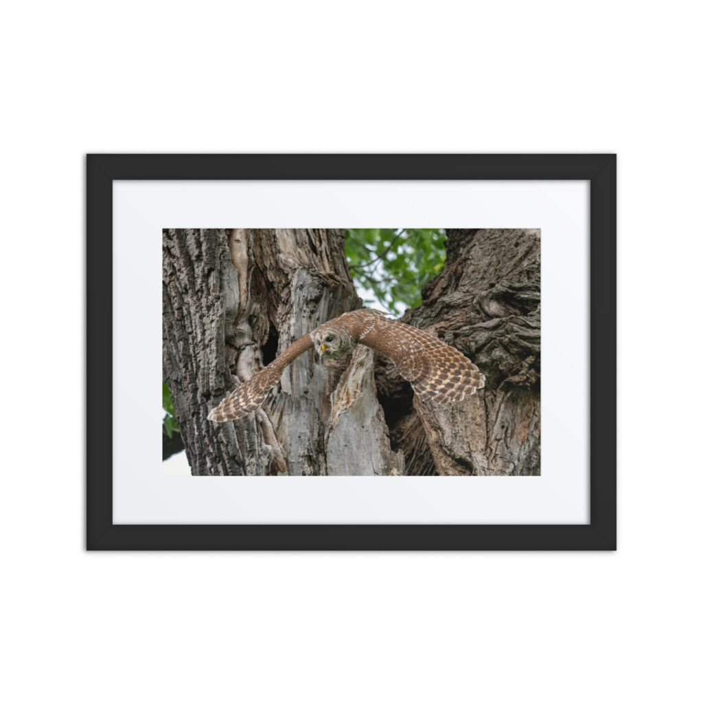 Boomerang on Wings! Framed poster