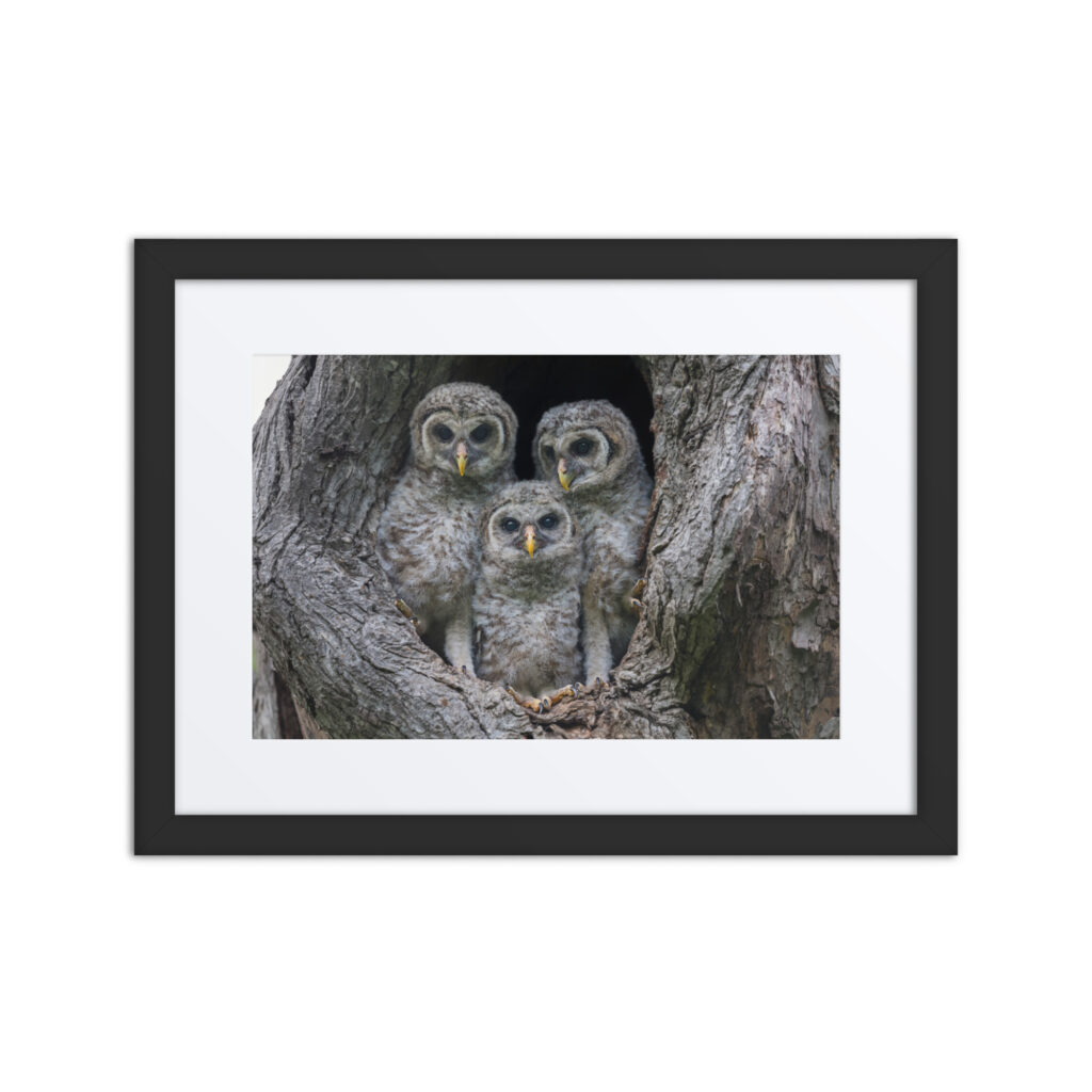 Adorable Siblings! Framed poster