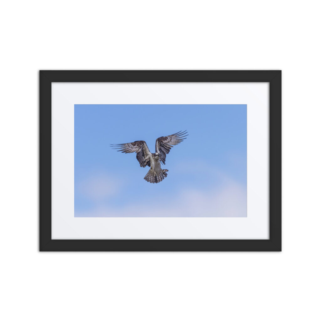 Osprey in the blue sky! Framed poster