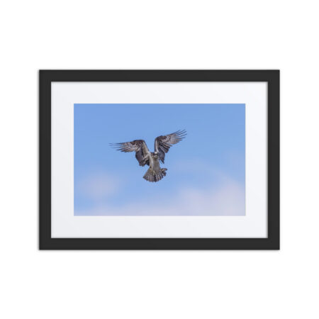 Osprey in the blue sky! Framed poster