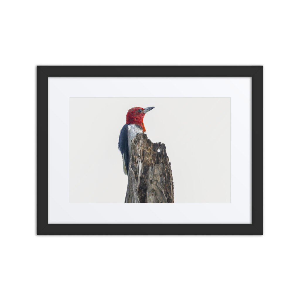 Red-Headed woodpecker guarding the nest! Framed matte poster