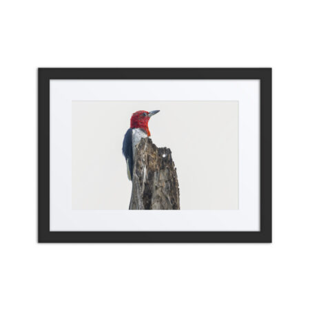 Red-Headed woodpecker guarding the nest! Framed matte poster