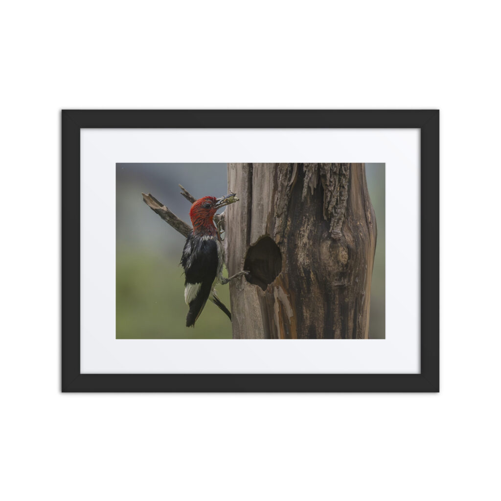 Red-Headed Woodpecker with Food! Framed poster