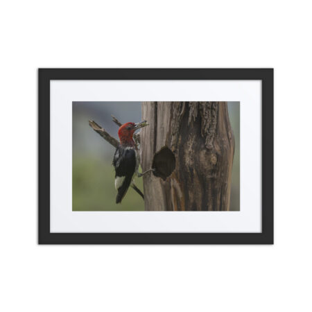 Red-Headed Woodpecker with Food! Framed poster