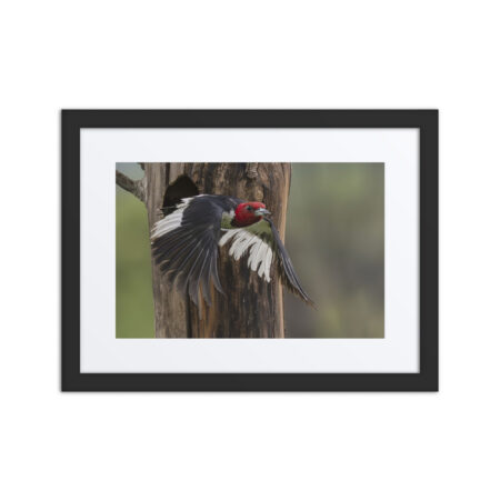 Red-Headed Woodpecker in flight! Framed matte poster
