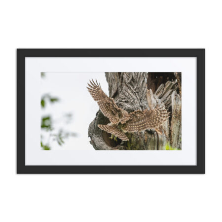 Mama Barred Owl Rushing to Feed its babies! Framed poster