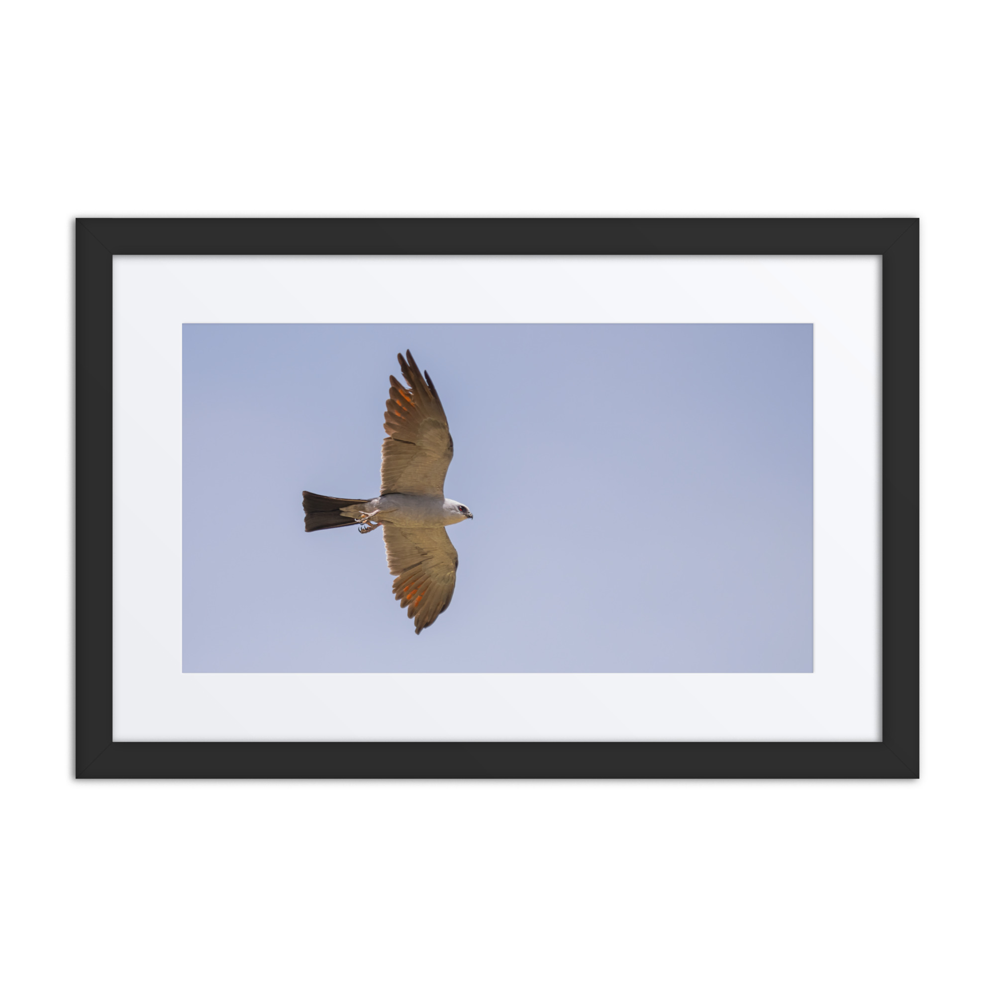 Mississippi kite! Framed poster - Image 2
