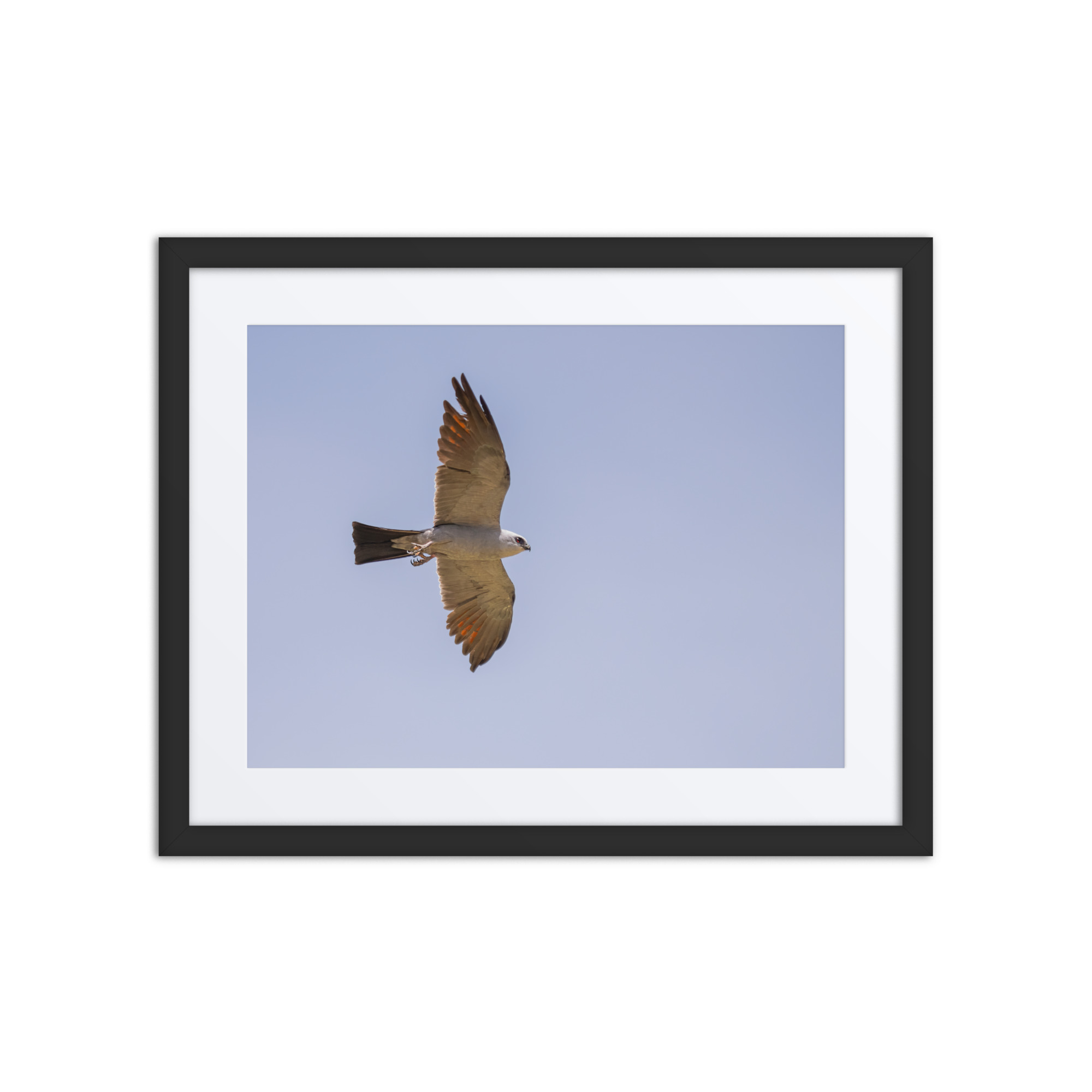 Mississippi kite! Framed poster - Image 3