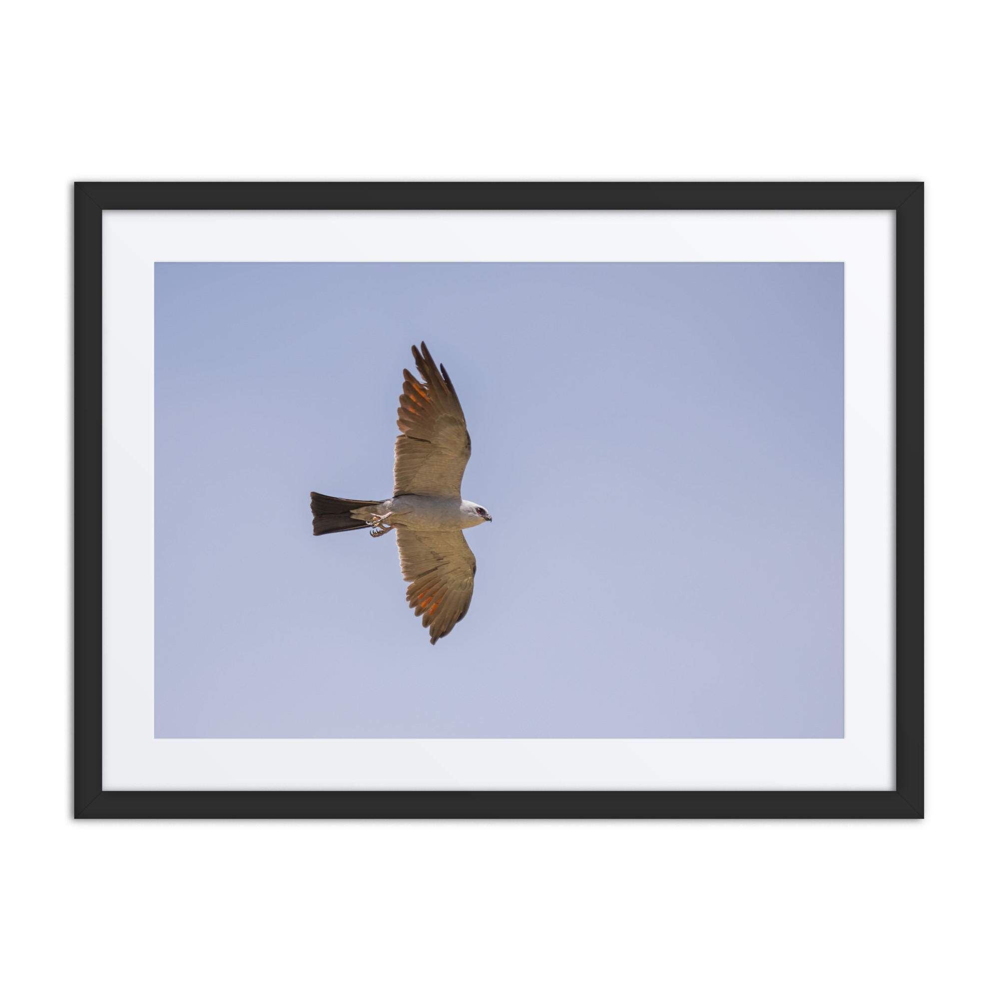 Mississippi kite! Framed poster - Image 4