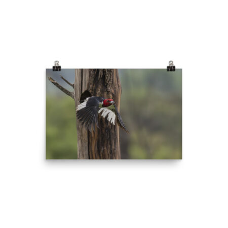 Red-Headed Woodpecker in flight! Photo paper poster