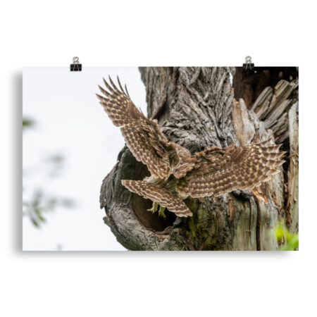 Mama Barred Owl Rushing to Feed its babies! Photo paper poster