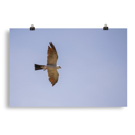 Mississippi kite! Photo paper poster