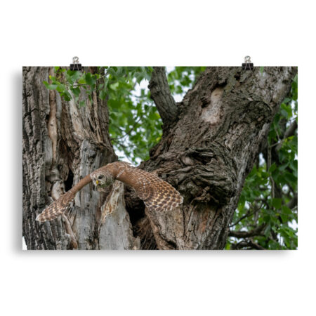 Boomerang on Wings! Photo paper poster