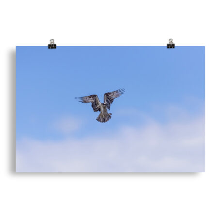 Osprey in the blue sky! Photo paper poster