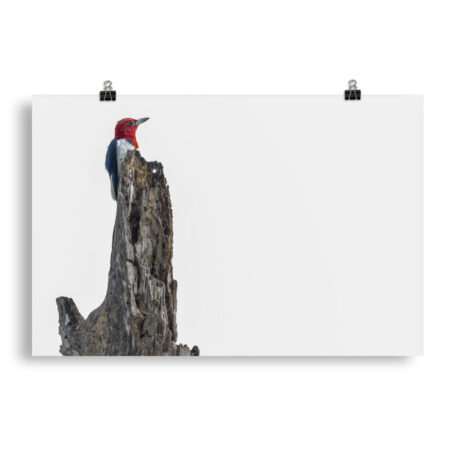 Red-Headed woodpecker guarding the nest! Photo paper poster