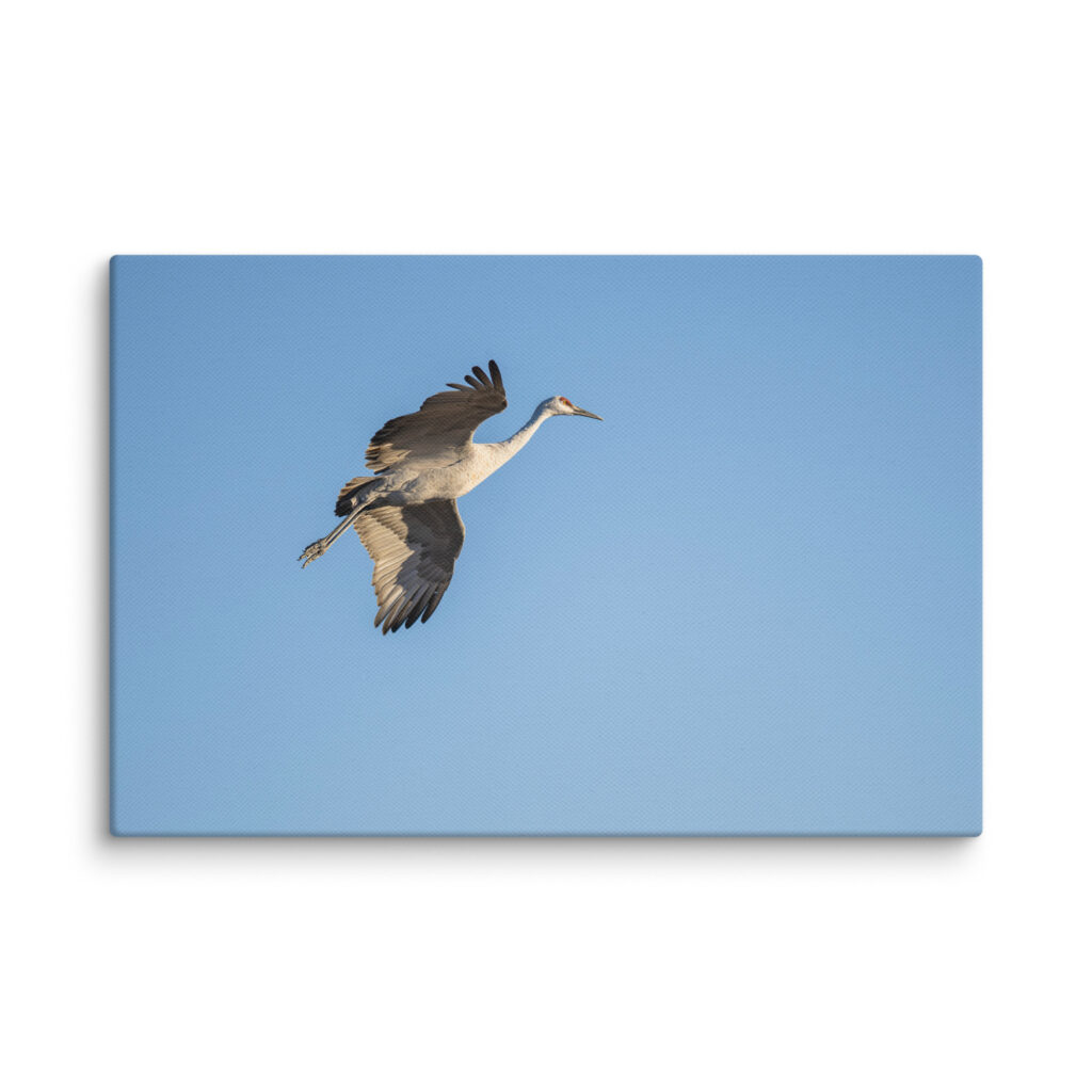 Sandhill Crane Landing! Canvas
