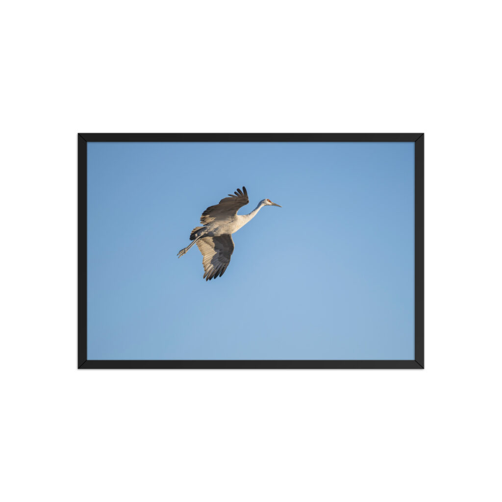 Sandhill Crane Landing! Framed poster