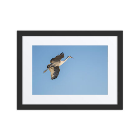 Sandhill Crane Landing! Framed poster