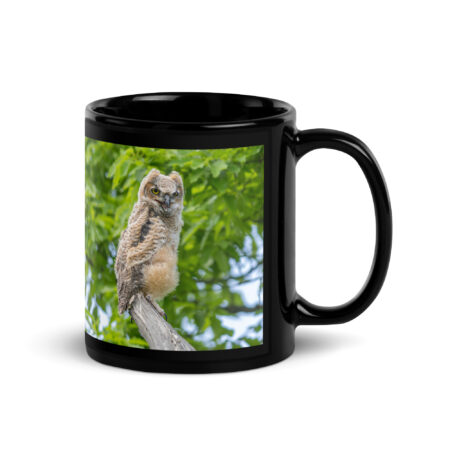 Baby Great horned owl! Black Glossy Mug