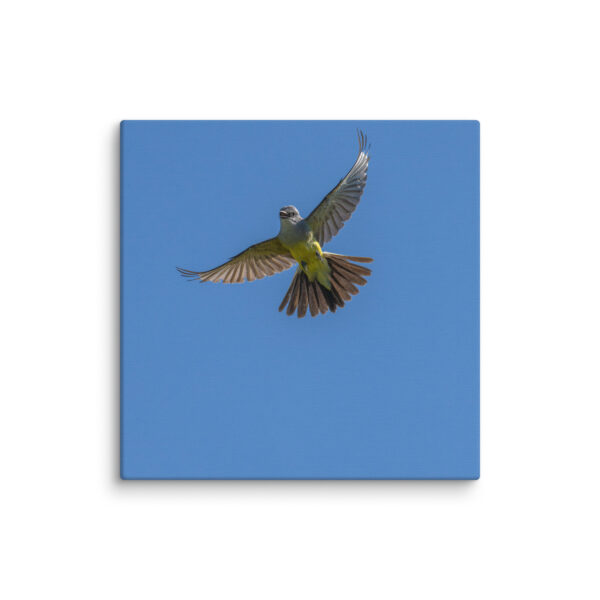 Western Kingbird Hovering Blue Sky! Canvas - Image 2