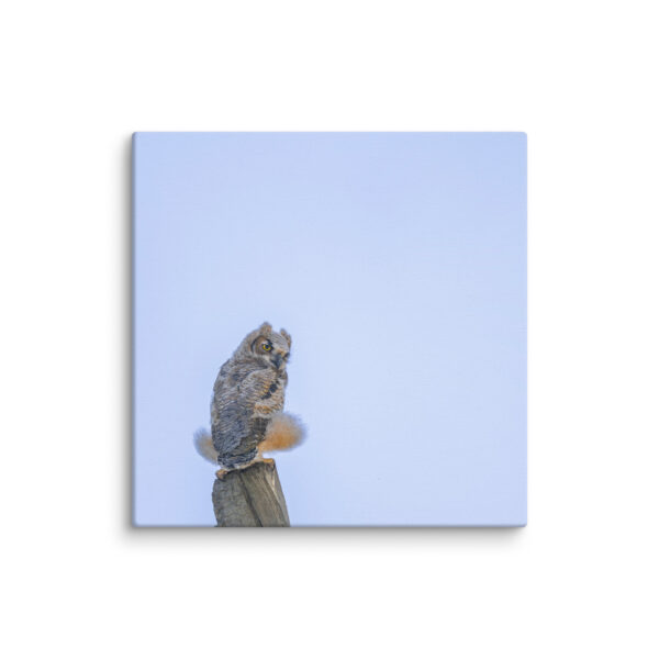 Baby Great Horned Owl! Canvas - Image 2