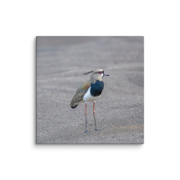 Southern lapwing! Canvas - Image 2