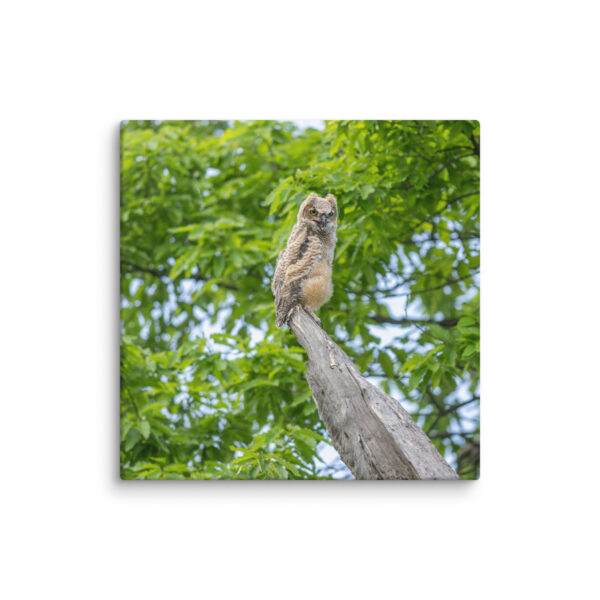 Baby Great horned owl! Canvas - Image 2
